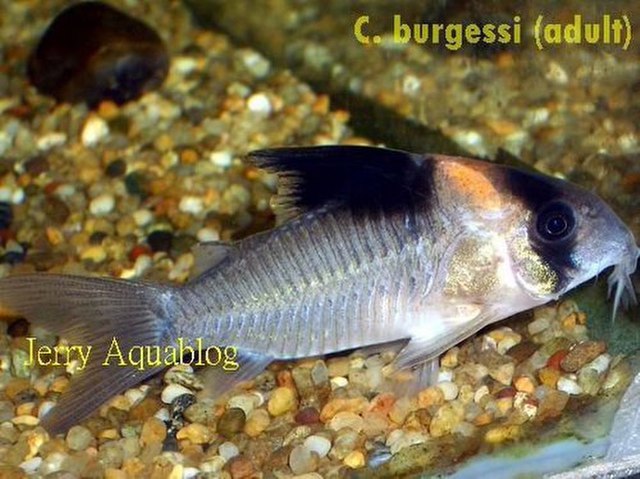 Corydoras burgessi Axelrod, 1987